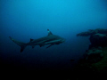   This Black Tip Reef Shark surprised me when turn see side rock Circled few minutes left quick he came 5m deep water 4h30 pm dive. Canon G12. No Bait flash strobe Natural Light dive G12 flash-  